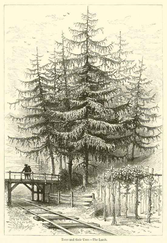 Fák és felhasználásuk, A vörösfenyő (metszet) alkotó: English School