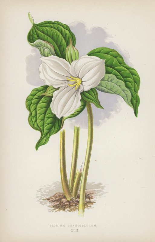 Trilium (színes litho) alkotó: English School