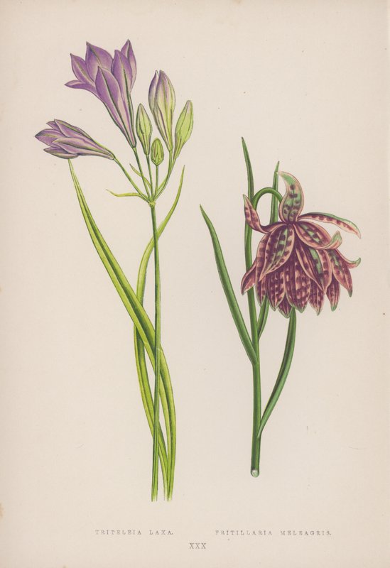 Triteleia Laxa; Fritillaria Meleagris (színes litó) alkotó: English School