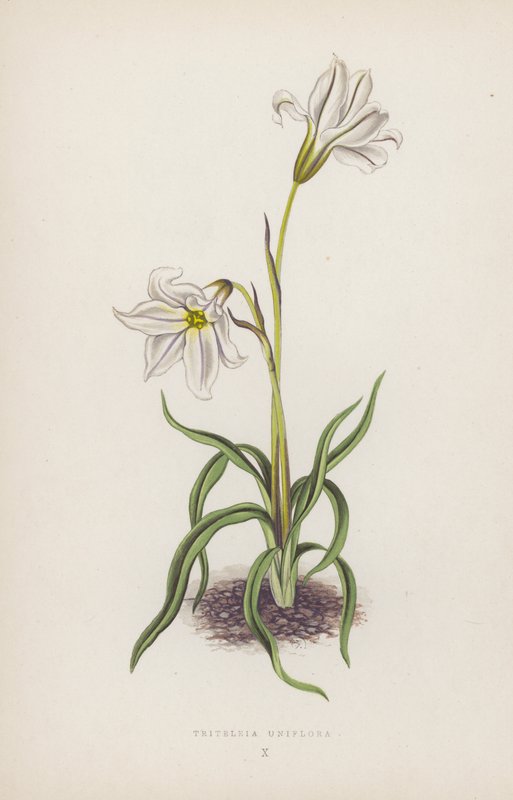 Triteleia Uniflora (színes litográfia) alkotó: English School