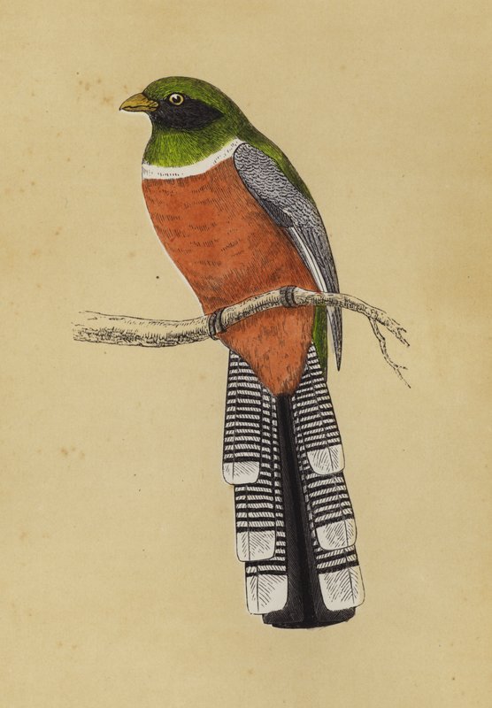 Trogon (színes lito) alkotó: English School