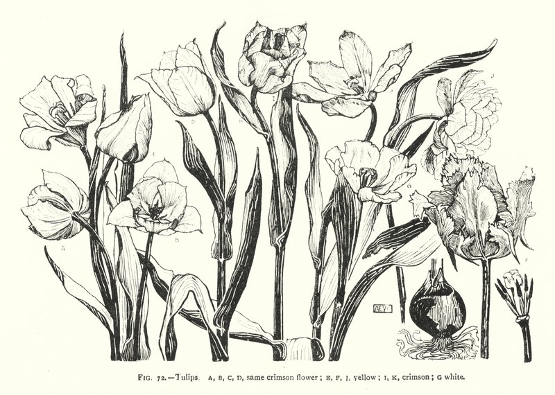 tulipánok; ugyanaz a bíbor virág; sárga; karmazsinvörös; fehér (metszet) alkotó: English School