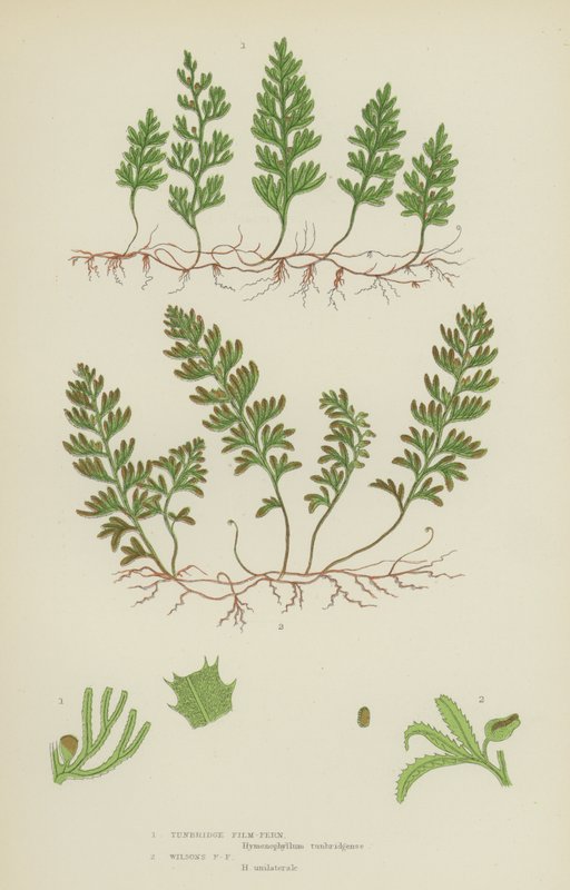 Tunbridge Filmy-Fern, Wilson Filmy-Fern (színes litó) alkotó: English School