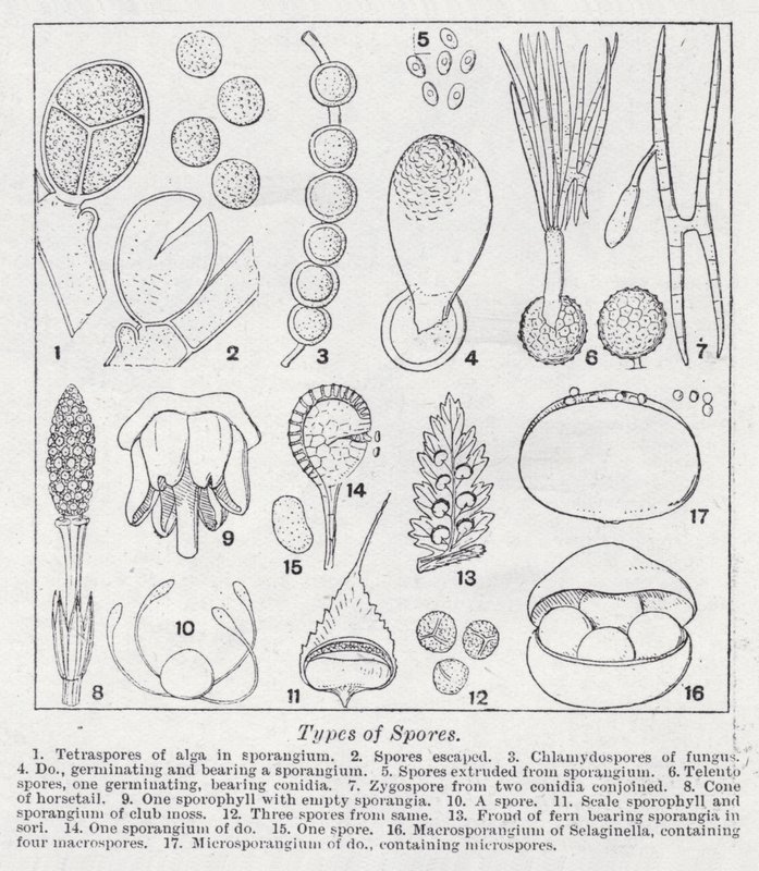 A spórák típusai (litho) alkotó: English School