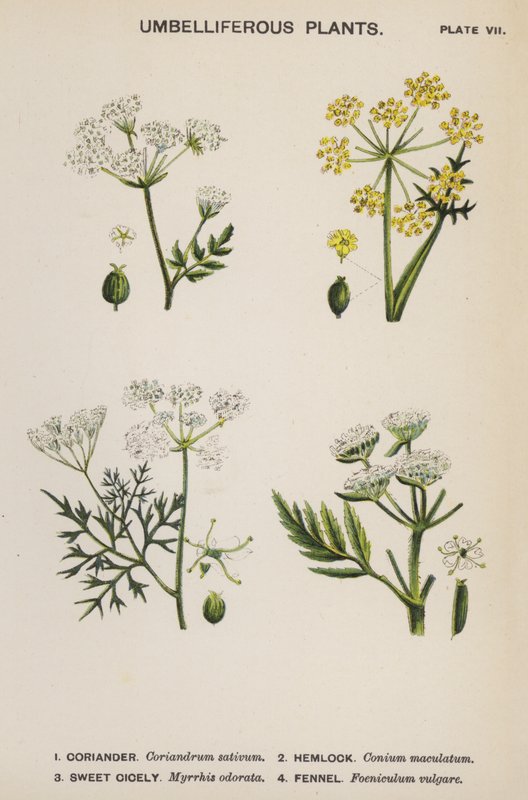 Ernyős növények (színes litho) alkotó: English School