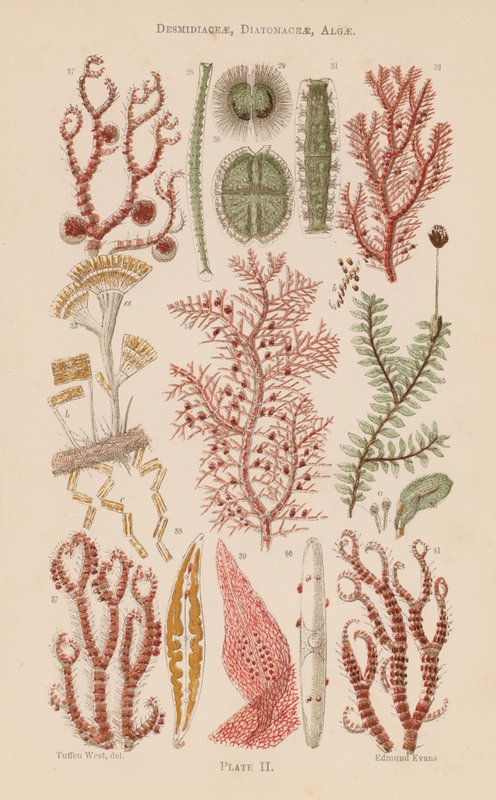 Mikroszkóp alatt: Desmidiaceae, Diatomaceae, Alga (színes litho) alkotó: English School