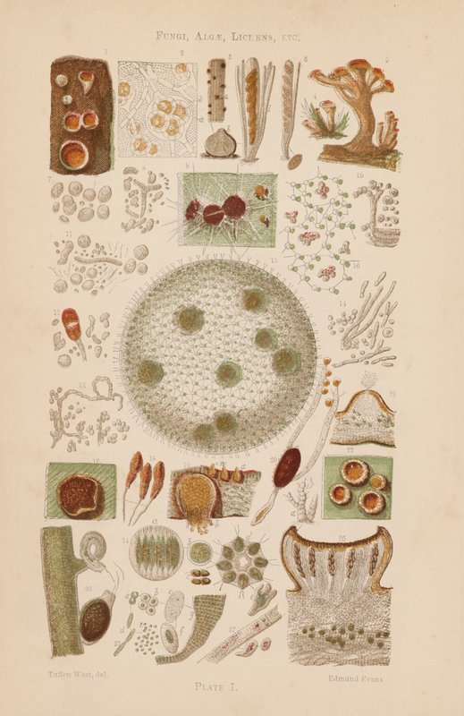 Mikroszkóp alatt: Gombák, algák, zuzmók, stb. alkotó: English School