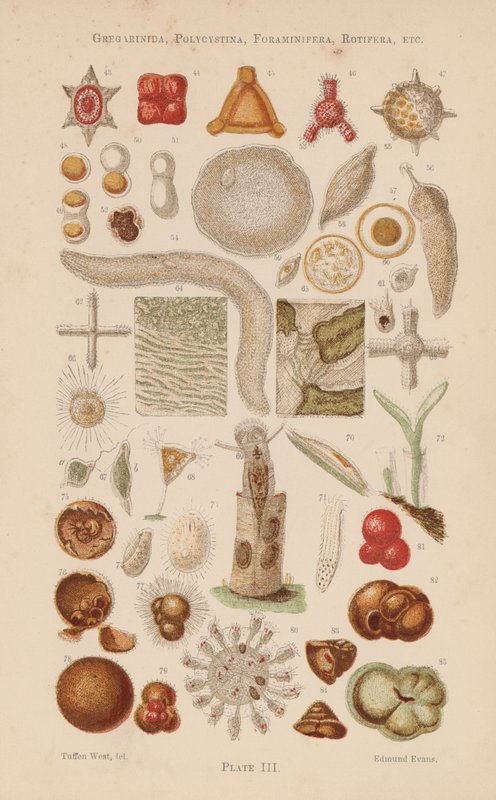 Mikroszkóp alatt: Gregarinida, Polycystina, Foraminifera, Rotifera, stb (színes litho) alkotó: English School