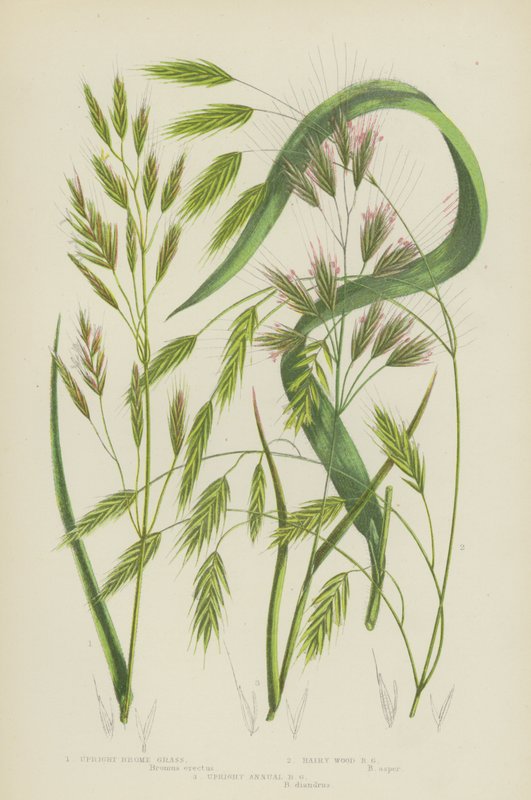 Felálló Brome Grass, Szőrös Wood Brome Grass, Felálló Egynyári Brome Grass (színes litográfia) alkotó: English School