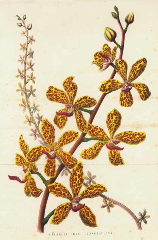 Vanda Batemanii Grandiflora (chromolitho) alkotó: English School