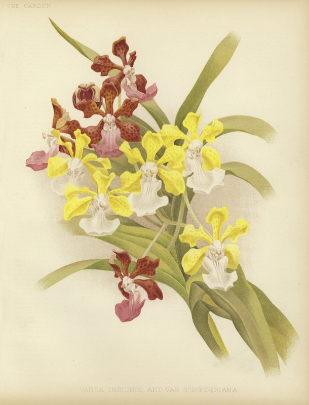 Vanda insignis és var scroederiana alkotó: English School