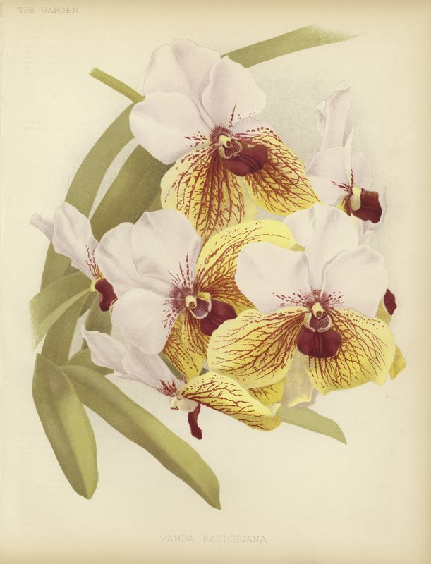 Vanda sanderiana alkotó: English School