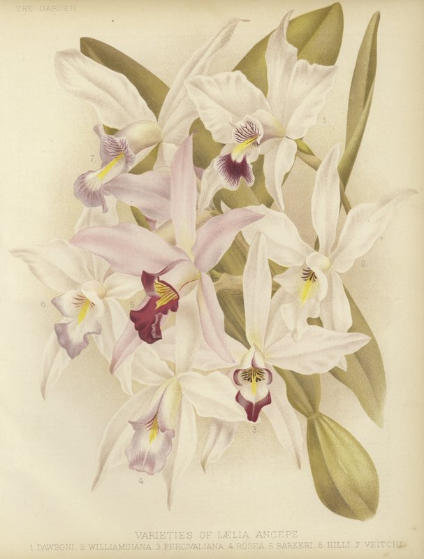 A Laelia anceps fajtái alkotó: English School