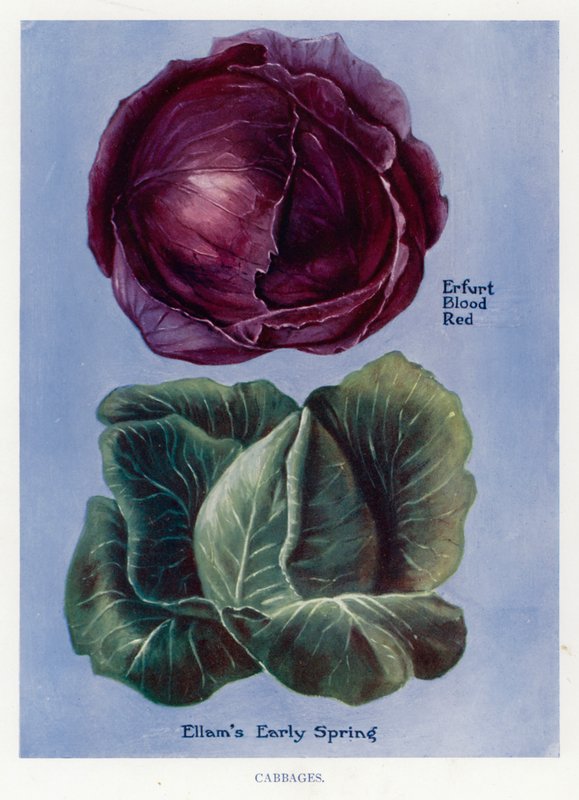 Útmutató zöldségtermesztőknek: Káposzta (színes litho) alkotó: English School