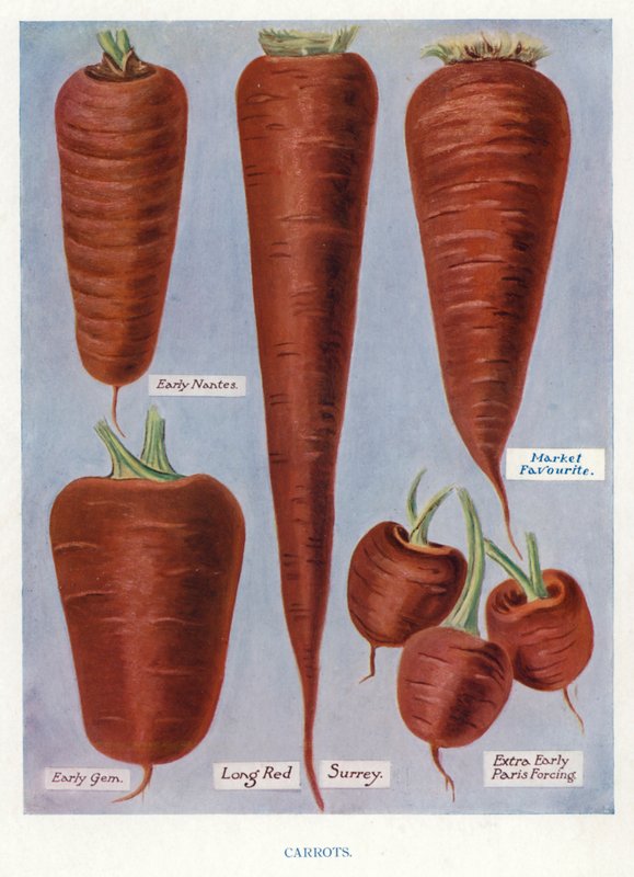 Útmutató zöldségtermesztőknek: Sárgarépa (színes litho) alkotó: English School