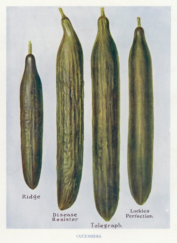 Útmutató zöldségtermesztőknek: Uborka (színes litho) alkotó: English School