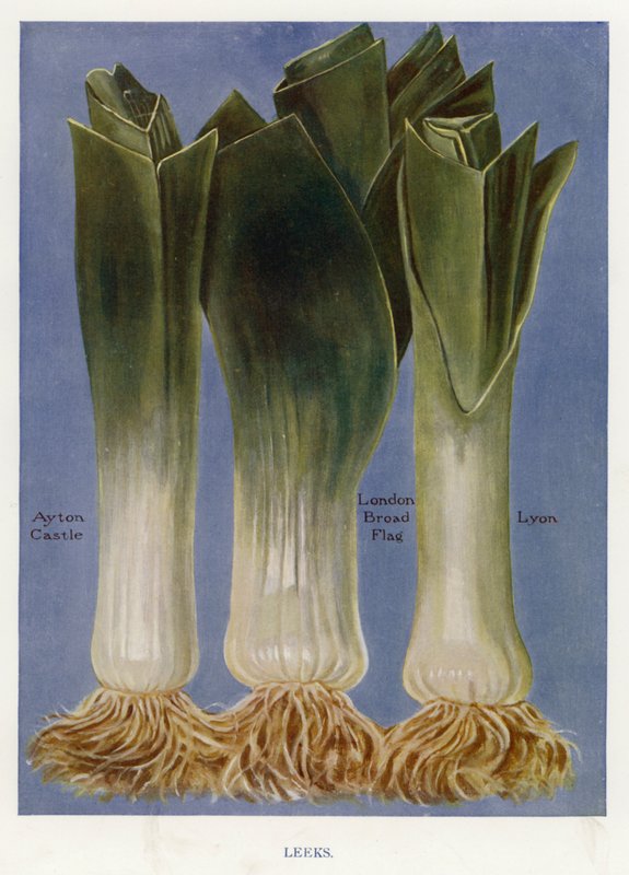 Útmutató zöldségtermesztőknek: Póréhagyma (színes litho) alkotó: English School