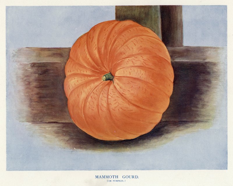 Útmutató zöldségtermesztőknek: Mamuttök vagy sütőtök (színes litho) alkotó: English School