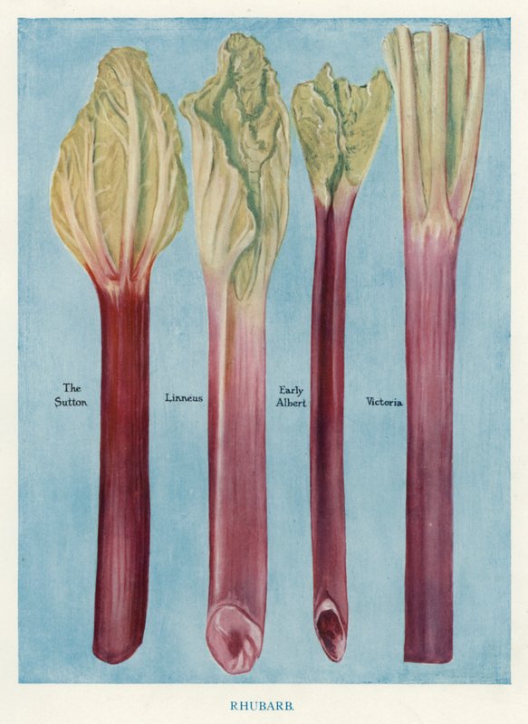 Útmutató zöldségtermesztőknek: Rebarbara (színes litho) alkotó: English School