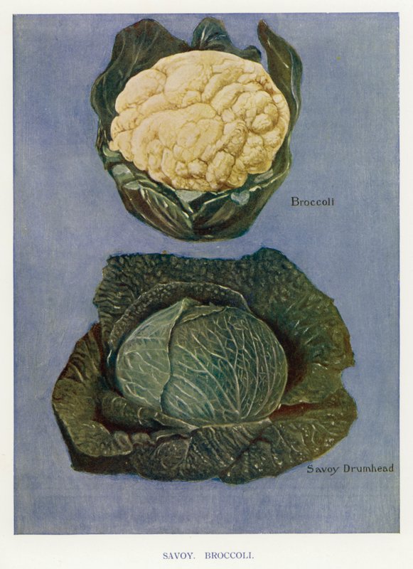 Útmutató zöldségtermesztőknek: Savoy, Brokkoli (színes litho) alkotó: English School