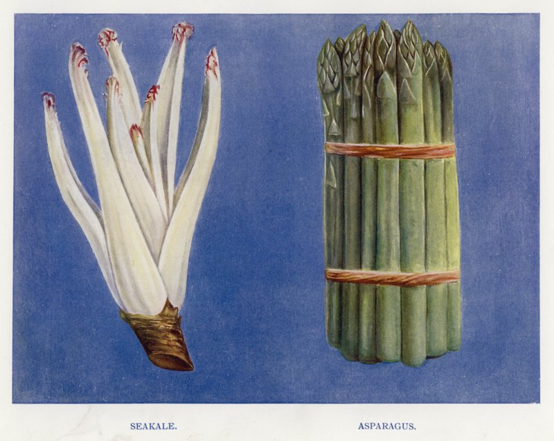 Útmutató zöldségtermesztőknek: Seakale, Spárga (színes litho) alkotó: English School