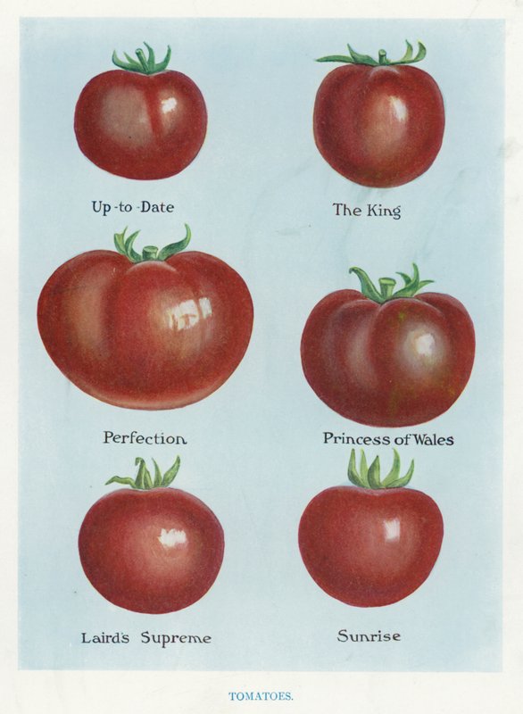 Útmutató zöldségtermesztőknek: Paradicsom (színes litho) alkotó: English School
