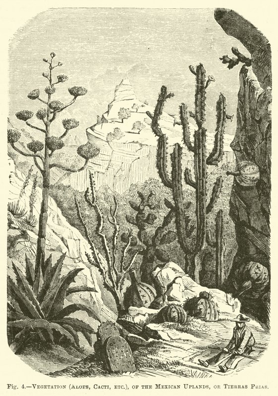 Növényzet (Aloes, kaktuszok stb.), a mexikói felvidéken vagy a Tierras Friasban alkotó: English School