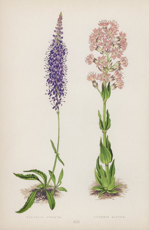 Veronica Spicata; Lychnis Alpina (színes litó) alkotó: English School