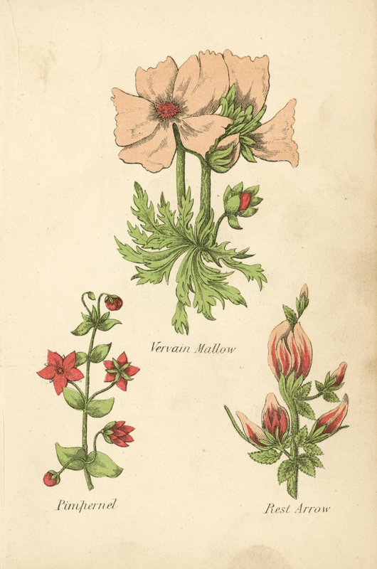 Vervain Mallow, Pimpernel, Rest Arrow (színes litográfia) alkotó: English School