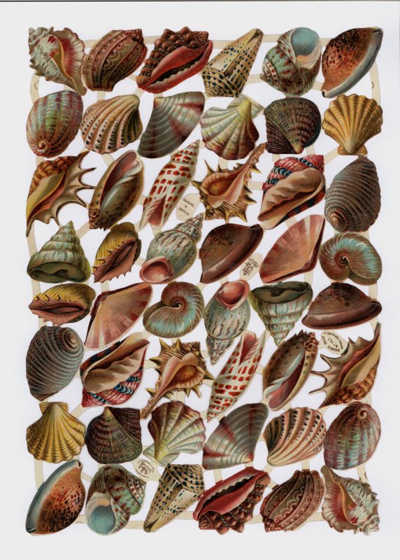 Viktoriánus hulladékok (chromolitho) alkotó: English School