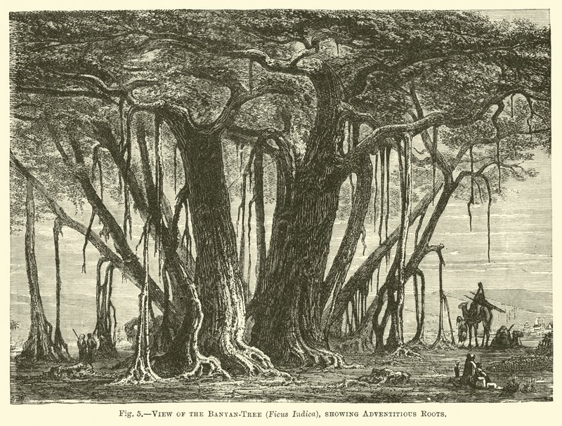 Kilátás a Banyan-tree-re (Ficus Indica), amely a járulékos gyökereket mutatja alkotó: English School