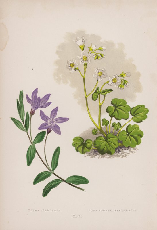 Vinca Herbacea; Romanzovia Sitchensis (színes litho) alkotó: English School