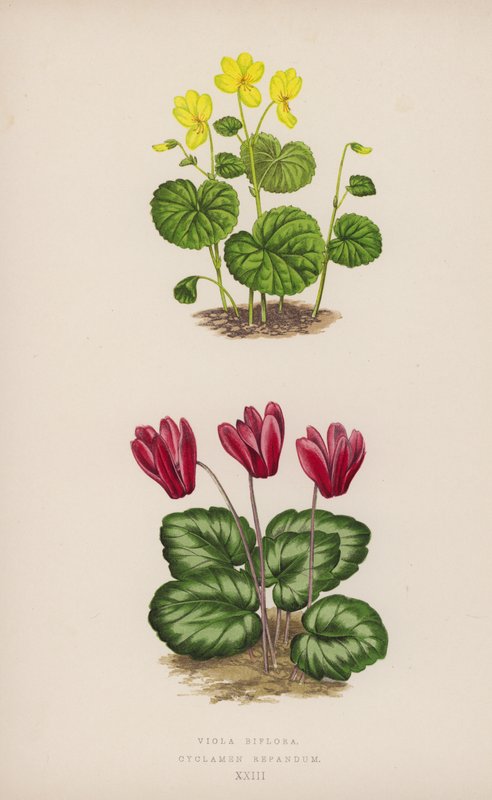 Viola Biflora; Cyclamen Repandum (színes lito) alkotó: English School