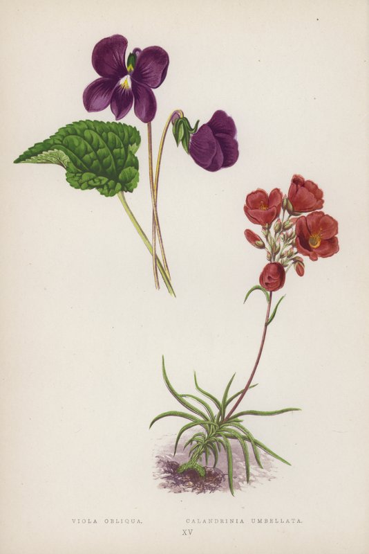 Viola Obliqua; Calandrinia Umbellata (színes litho) alkotó: English School