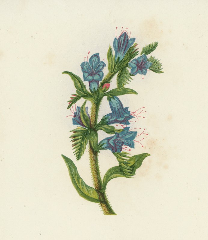 Viperavirág, Echium Vulgare (színes litográfia) alkotó: English School