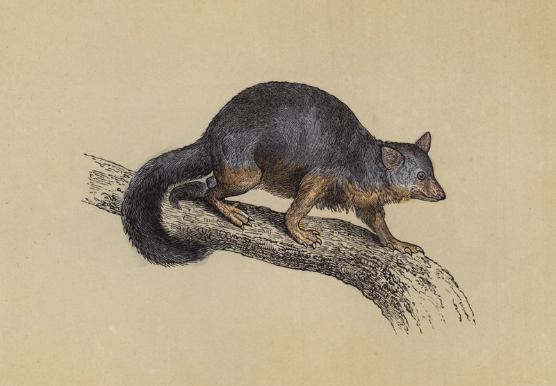 Vulpine Phalanger (színes litográfia) alkotó: English School