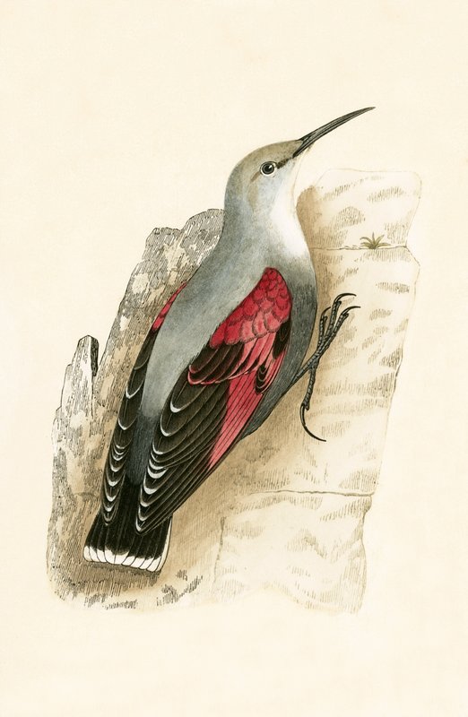 Wall Creeper, Charles Robert Bree (1811-86) „A British-szigeteken nem megfigyelt európai madarak története” című illusztrációja, 1867. alkotó: English School