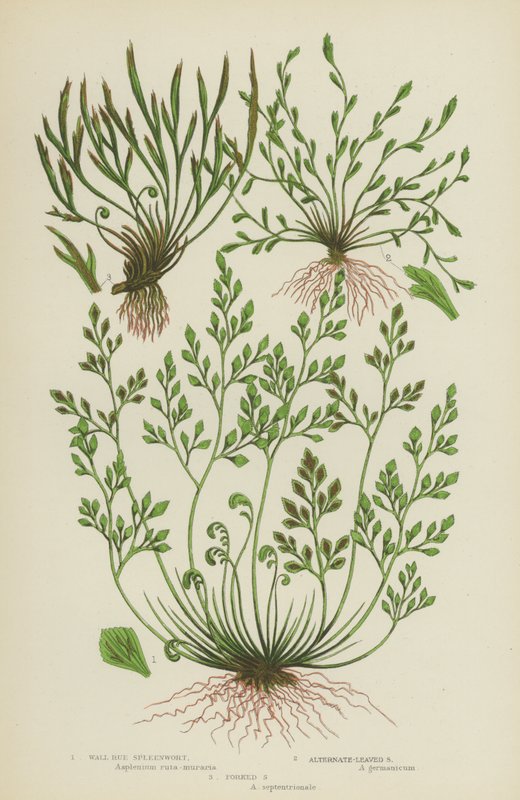 Wall Rue Spleenwort, Alternatív Leaved Spleenwort, Forked Spleenwort (színes litho) alkotó: English School