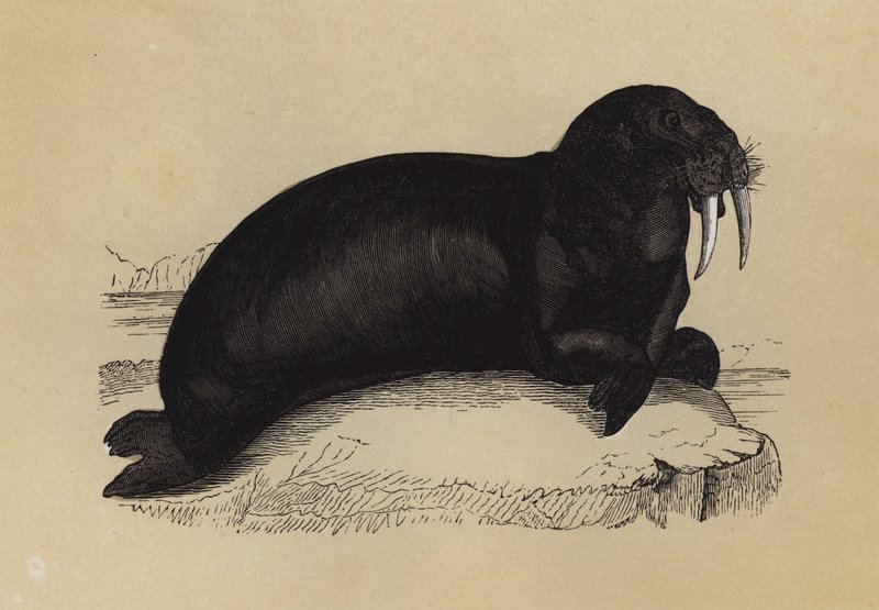 Walrus (színes litográfia) alkotó: English School