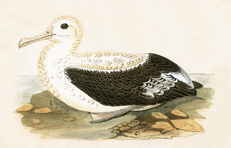Vándor albatrosz, illusztráció Charles Robert Bree (1811-86) „A Brit-szigeteken nem megfigyelt európai madarak története” című művéből, 1867. alkotó: English School