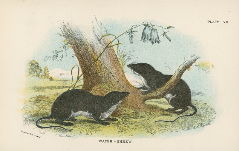 Water-Shrew alkotó: English School