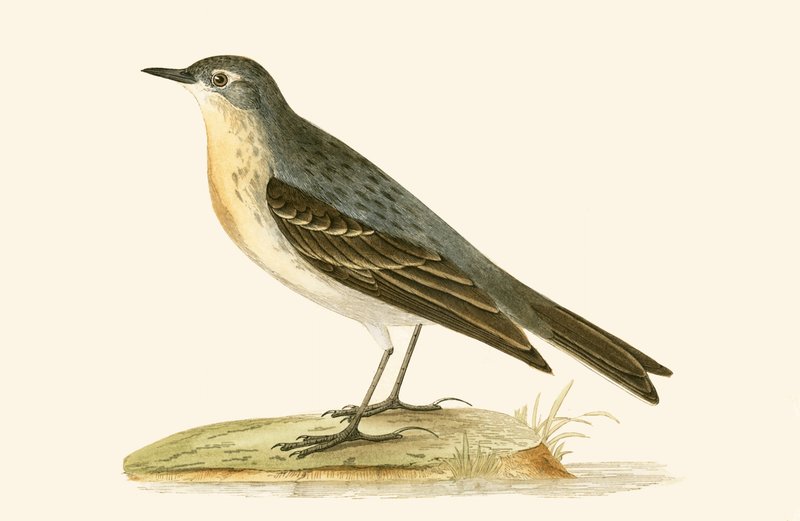 Vízipipita, illusztráció Charles Robert Bree (1811-86) "A History of the Birds of Europe Not Observed in the British Isles" című, 1867-ben megjelent művéből. alkotó: English School