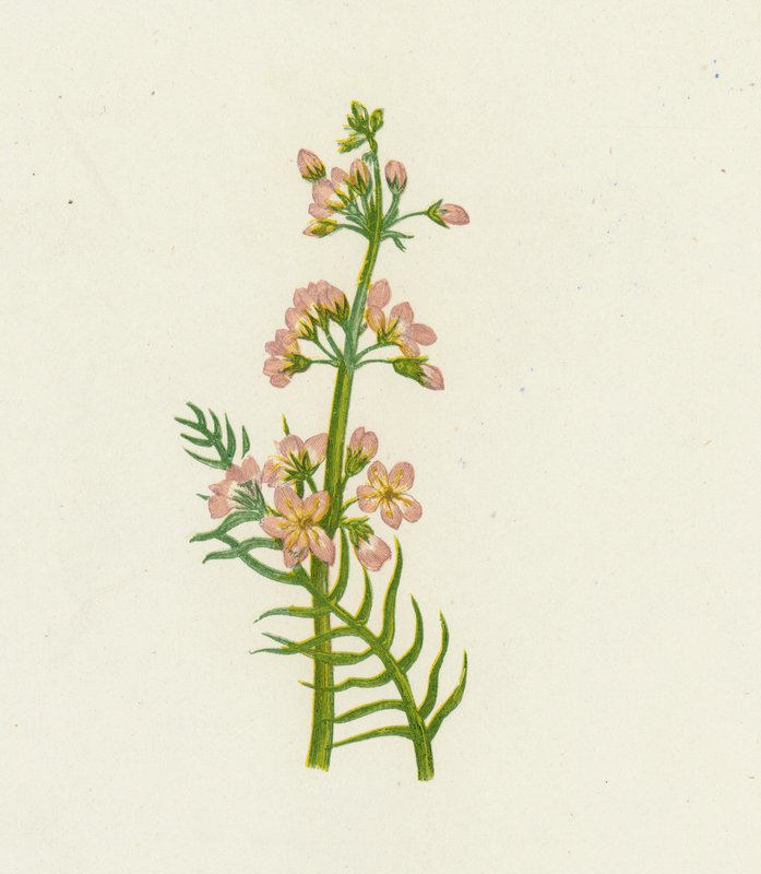 Vízi ibolya, Hottonia Palustris alkotó: English School