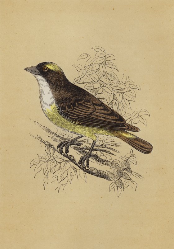 Weaver Bird (színes litó) alkotó: English School