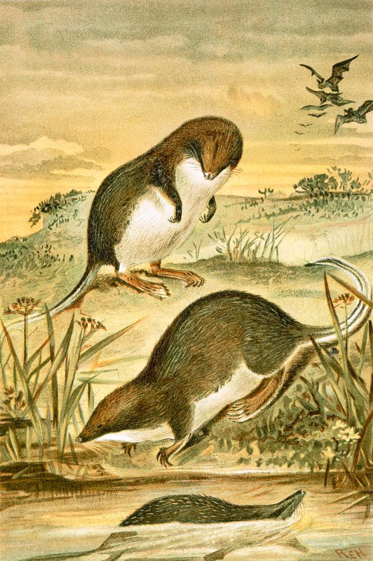 Hálótalpú cickányok alkotó: English School