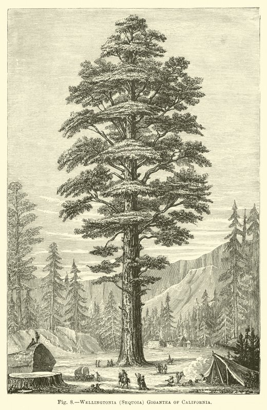 Wellingtonia (Sequoia) Gigantea, Kalifornia alkotó: English School