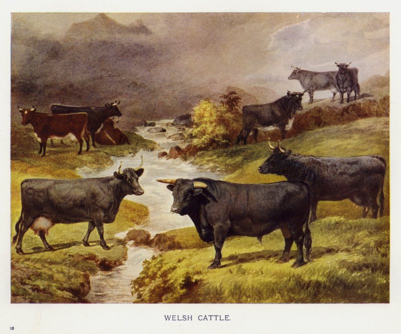 walesi szarvasmarha (színes litho) alkotó: English School