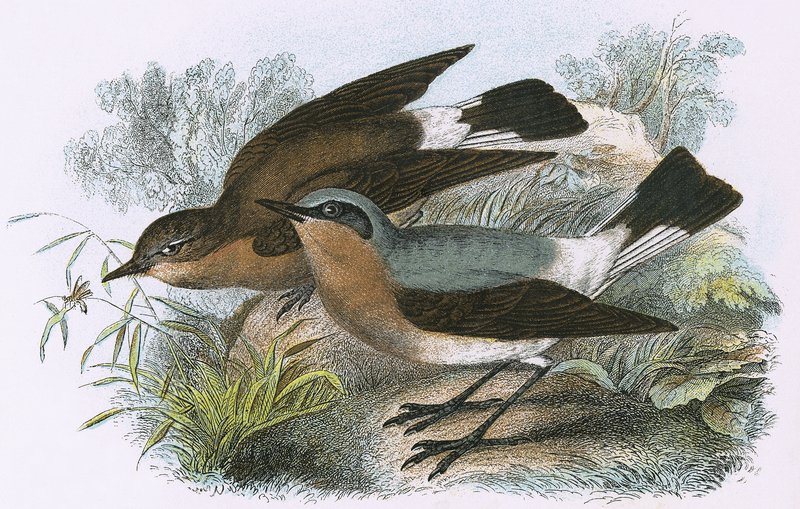Wheatear alkotó: English School