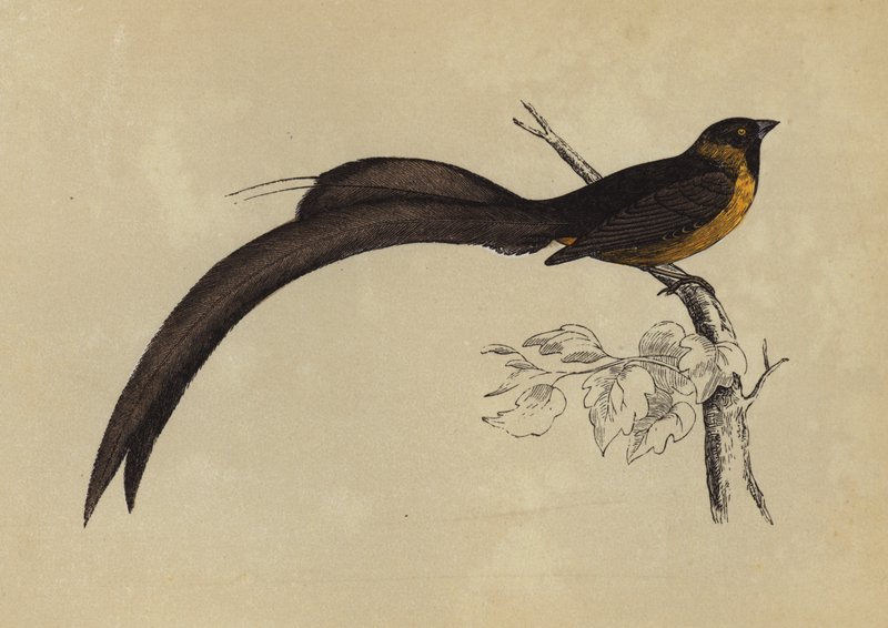 Whidah Finch (színes litográfia) alkotó: English School