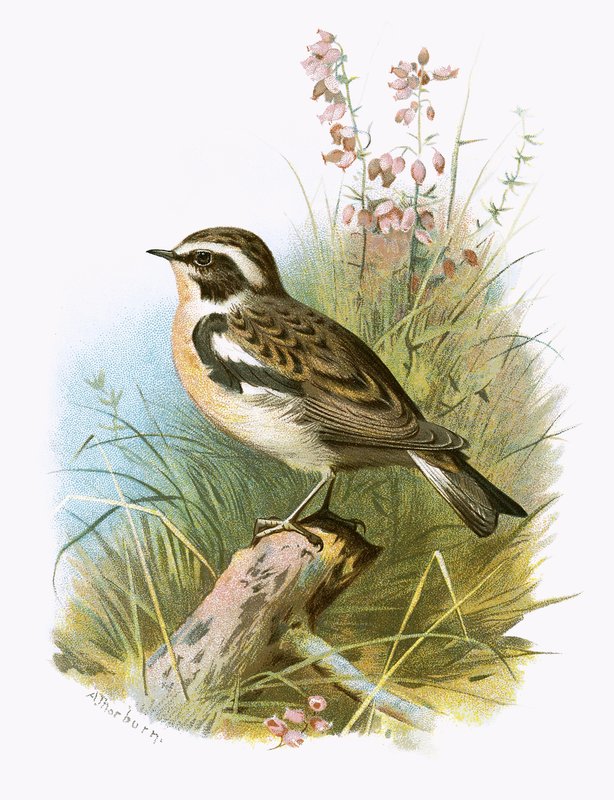 Whinchat alkotó: English School